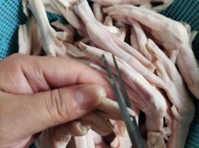 用剪刀剪掉鸭掌的指甲！