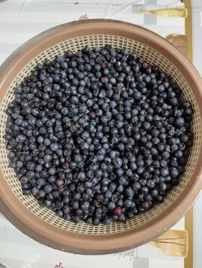 蓝莓清洗干净沥干水分备用！