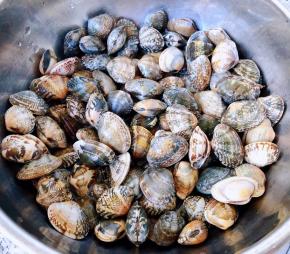 在海边刚刚挖出来鲜活的花甲准备做出新鲜的美味佳肴
