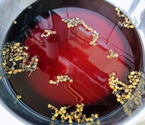 提前准备好的凉白开水倒入容器中撒上麻椒粒放入调味料糖、一品鲜酱油、蚝油、鲜辣露、盐、味精、辣根