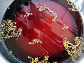 提前准备好的凉白开水倒入容器中撒上麻椒粒放入调味料糖、一品鲜酱油、蚝油、鲜辣露、盐、味精、辣根