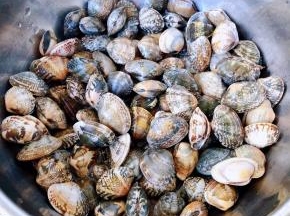 在海边刚刚挖出来鲜活的花甲准备做出新鲜的美味佳肴