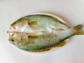 海鲈鱼背部破开，清理干净备用。