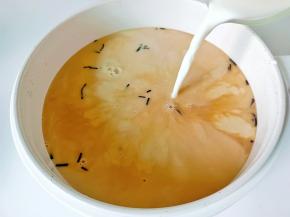 再加入牛奶煮一分钟即可。茶叶过滤，晾凉。