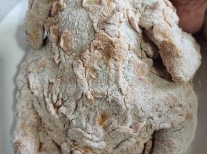 抖掉多余的面粉会出现这种鱼鳞状！做出来的最好吃！
