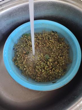 捞出，迅速的过几遍凉水！让鲜花椒彻底变凉！
