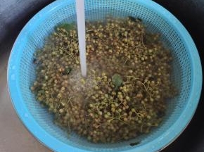 捞出，迅速的过几遍凉水！让鲜花椒彻底变凉！