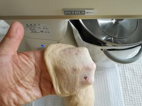 2档打到黄油与面团混合，转5档搅打至出膜。打好的面团取出折叠收圆，取一小块检查，加了全麦，膜不用特别薄，略微结实的膜即可。