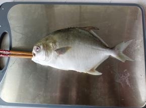 想要整条的金昌鱼，用筷子分别压鱼鳃两边，插入鱼肚子，筷子多转几圈再往外拉一下，用清水从鱼嘴多灌几次，即可清理干净。