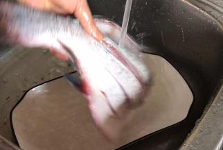 将腌制好的鱼划洗净盐水