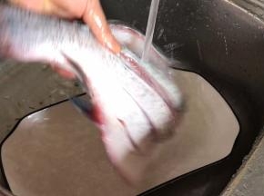 将腌制好的鱼划洗净盐水