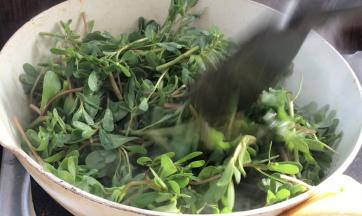 放入马齿苋，翻炒均匀至断生