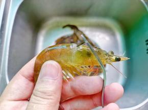 虾头位置挑出虾线。