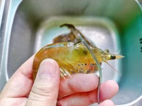 虾头位置挑出虾线。