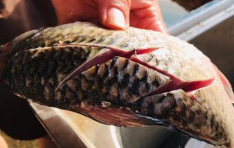 鲫鱼清洗干净，划上花刀