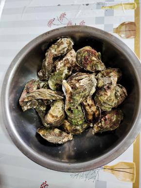 网购回来的新鲜的生蚝，看看个头挺大的吧！