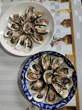 依次把所有的生蚝都处理干净备用！