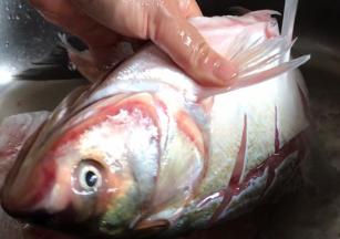 鲢鱼清洗干净，加盐和料酒腌制半小时，再洗净沥水备用