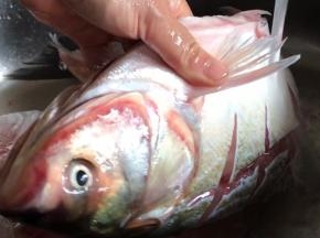 鲢鱼清洗干净，加盐和料酒腌制半小时，再洗净沥水备用