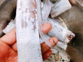 剪去边鳍