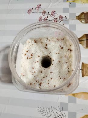 装入无油无水的容器中，按压紧实！再用擀面杖再中间掏一个洞，方便更快的出酒！