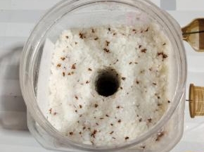 装入无油无水的容器中，按压紧实！再用擀面杖再中间掏一个洞，方便更快的出酒！