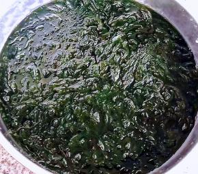 海边刚赶回来的下锅烂放入清水中轻轻的淘洗干净