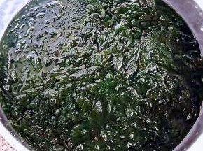 海边刚赶回来的下锅烂放入清水中轻轻的淘洗干净
