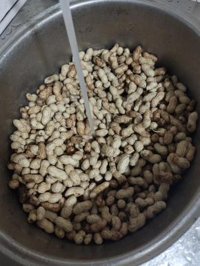 把花生放在水槽里，反复的搓洗，把花生表面的泥土全部清洗干净！