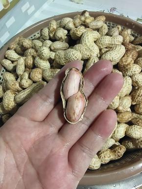 看看每个花生都挺饱满的！生吃又香又甜！