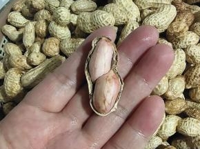 看看每个花生都挺饱满的！生吃又香又甜！