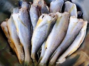 新鲜的黄花鱼去掉鱼头和内脏清洗干净沥干水份
