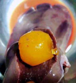 加热好的鸭蛋黄依次放入割好的猪肝内侧不要过度用力防止猪肝破裂