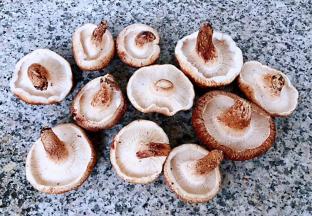 新鲜的香菇挑选托碗大一些剪去香菇蒂备用