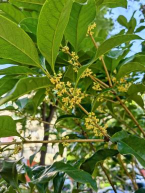 小区里的桂花树。