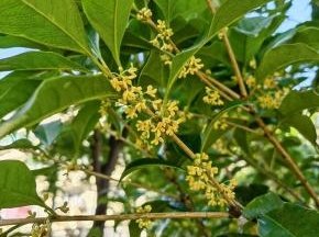 小区里的桂花树。