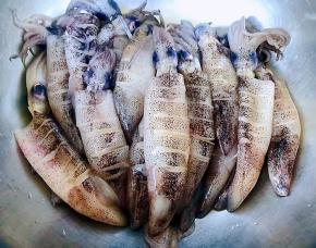 每一条小鱿鱼都割好这样易入味