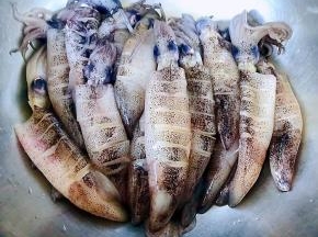 每一条小鱿鱼都割好这样易入味