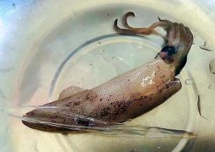 取出小鱿鱼体内的鱼骨吃起来口感更佳