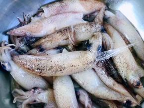 小鱿鱼去掉牙齿和内脏