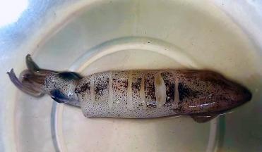 小鱿鱼用刀在背部轻轻割几刀切记不要割断