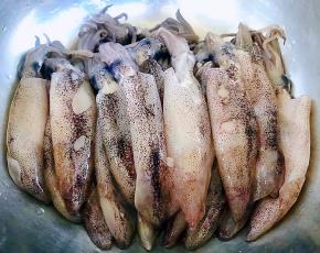 小鱿鱼依次都取出鱼骨洗净沥干水份