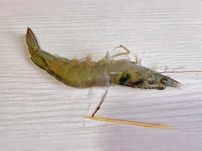 基围虾去除虾线。