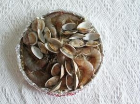 摆上腌制好的虾和开口的蛤蜊。