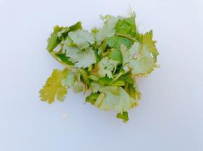 香菜切段