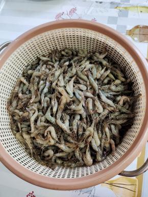 今天买的新鲜的河虾！个头都挺大的呢！