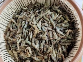 今天买的新鲜的河虾！个头都挺大的呢！