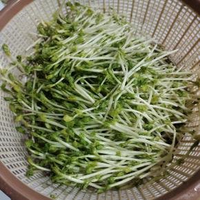 豆苗清洗干净沥干水分备用！