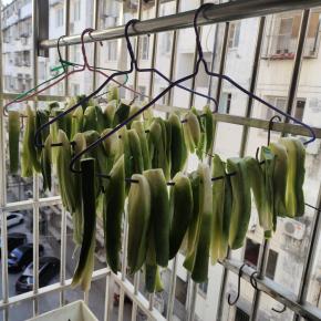 再挂在阳台上晾晒一周左右！