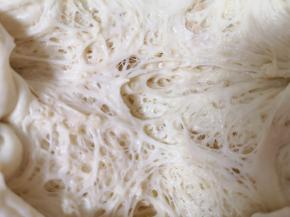 第二天早上取出，看一下这就是发酵好的酵头。
